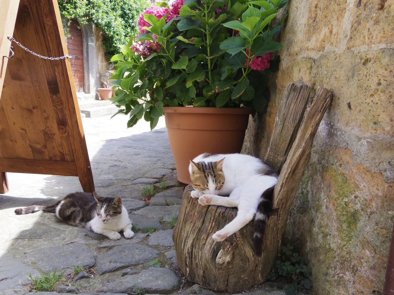猫に会いに岩上都市チヴィタ ディ バニョレージョ オルヴィエートに行ってきました その他の都市 イタリア の旅行記 ブログ By チュンチュンさん フォートラベル