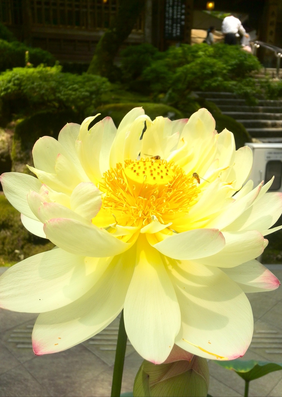 山中温泉 山中温泉 石川県 の旅行記 ブログ By Nstarさん フォートラベル 山中温泉 山中温泉 石川県 の旅行記 ブログ By Nstarさん フォートラベル