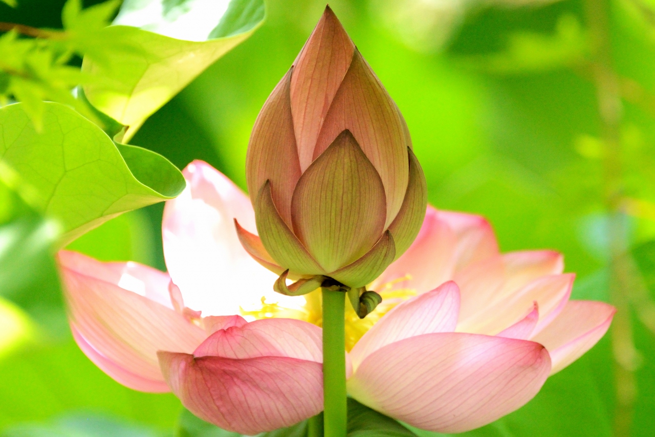釈迦仏座の蓮の彫刻の置物 現代工芸品 美術品 装飾品