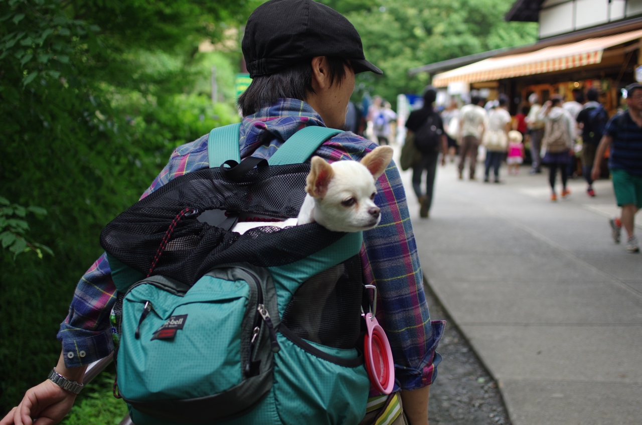 高尾山あじさいハイク 高尾 八王子 東京 の旅行記 ブログ By おもちさん フォートラベル