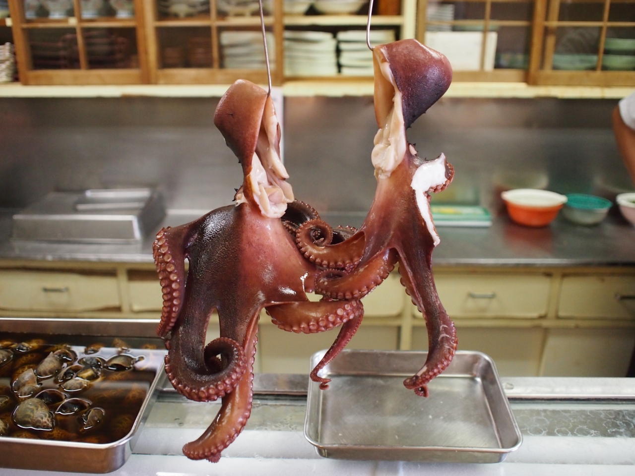 静岡☆吉田港近くの「ひげ奴」で地魚ランチ＆近くの野良猫にメンチを切 