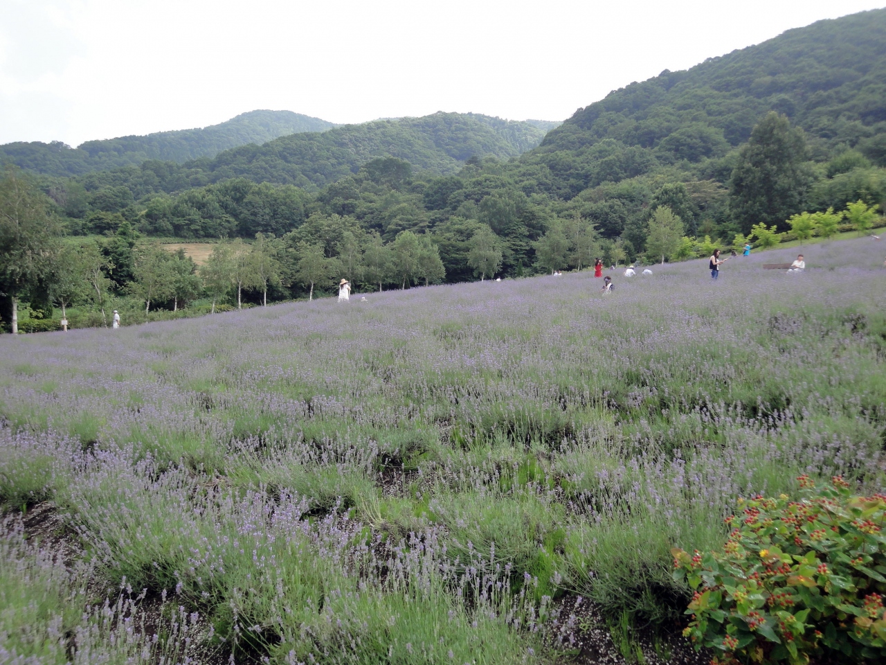 蒜山ハーブガーデンでラベンダー摘み体験 蒜山高原 岡山県 の旅行記 ブログ By まつじゅんさん フォートラベル 蒜山ハーブガーデンでラベンダー摘み体験 蒜山高原 岡山県 の旅行記 ブログ By まつじゅんさん フォートラベル
