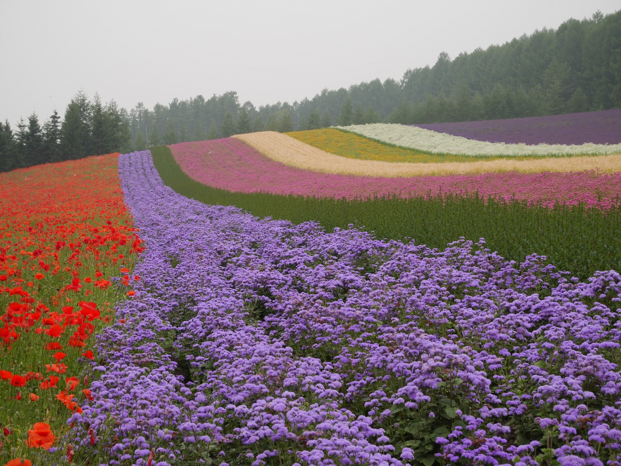 夏の花畑とパッチワークの丘巡り 富良野 北海道 の旅行記 ブログ By Solty75さん フォートラベル 夏の花畑とパッチワークの丘巡り 富良野 北海道 の旅行記 ブログ By Solty75さん フォートラベル