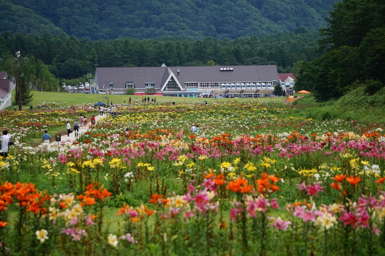 ハンターマウンテンゆりパーク 夏のスキー場に広がる４００万輪のゆり畑 西那須野 栃木県 の旅行記 ブログ By ミッキーマーチさん フォートラベル