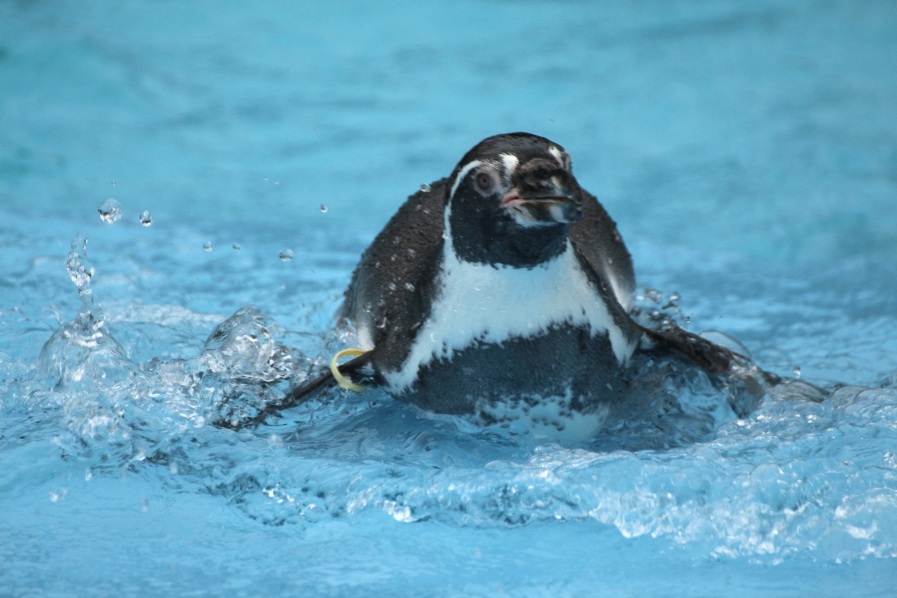 強行 ナイトズーの埼玉こども動物自然公園に新しい一眼レフをお供に ３ ペンギンヒルズ 花と鳥の丘 久しぶりの鳥たちの可愛らしさに 足が痛むこともしばし忘れて 東松山 埼玉県 の旅行記 ブログ By まみさん フォートラベル