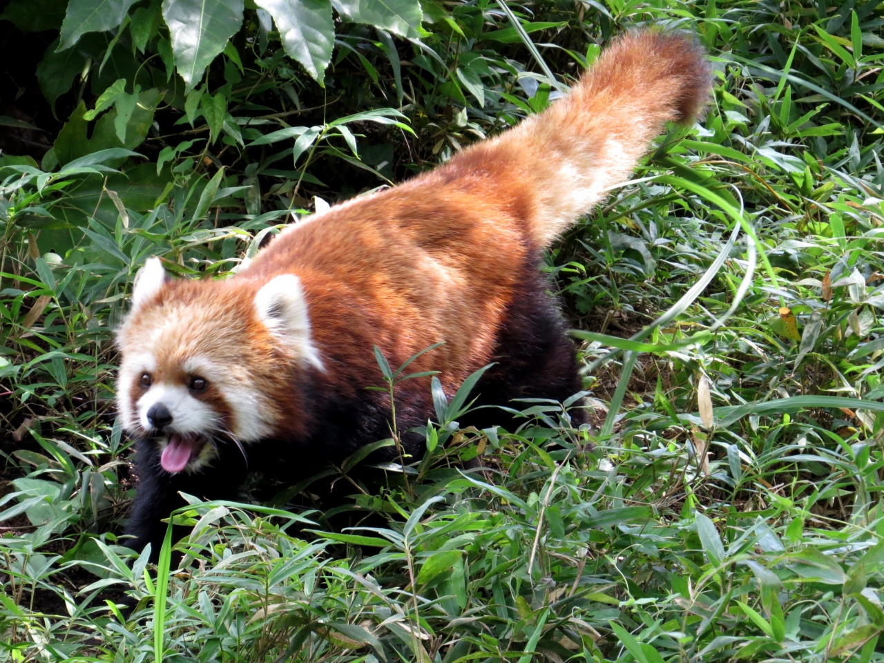 真夏のレッサーパンダ紀行 4 甲府市遊亀公園附属動物園 よこはま動物園ズーラシア 相変わらずキュートなクゥちゃん 遊亀 はじめまして やっとララちゃんに会えました ズーラシア 港北 長津田 青葉 神奈川県 の旅行記 ブログ By Jilllucaさん フォー 真夏のレッサーパンダ紀行 4 甲府市遊亀公園附属動物園 よこはま動物園ズーラシア 相変わらずキュートなクゥちゃん 遊亀 はじめまして やっとララちゃんに会えました ズーラシア 港北 長津田 青葉 神奈川県 の旅行記 ブログ By Jilllucaさん フォー