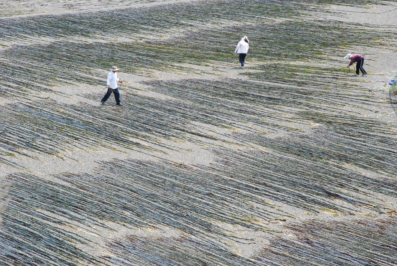 霧多布湿原 お花畑 と芸術作品のような昆布干し 北海道 厚岸 霧多布 北海道 の旅行記 ブログ By かっちんさん フォートラベル