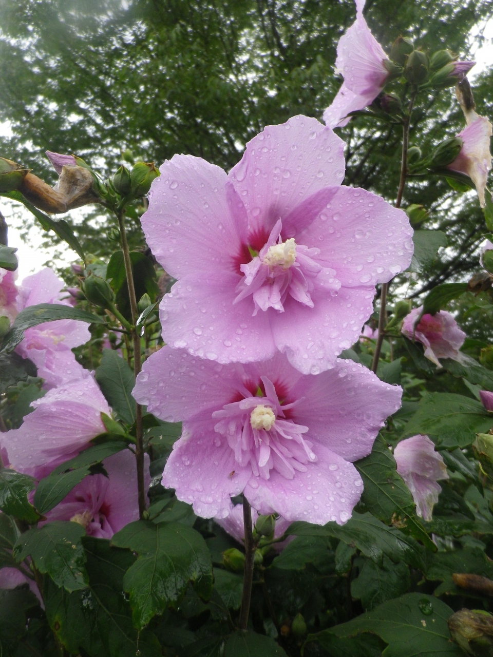 秩父ムクゲ自然公園で満開のムクゲを見ました 小鹿野 皆野 埼玉県 の旅行記 ブログ By タビガラスさん フォートラベル 秩父ムクゲ自然公園で満開のムクゲを見ました 小鹿野 皆野 埼玉県 の旅行記 ブログ By タビガラスさん フォートラベル