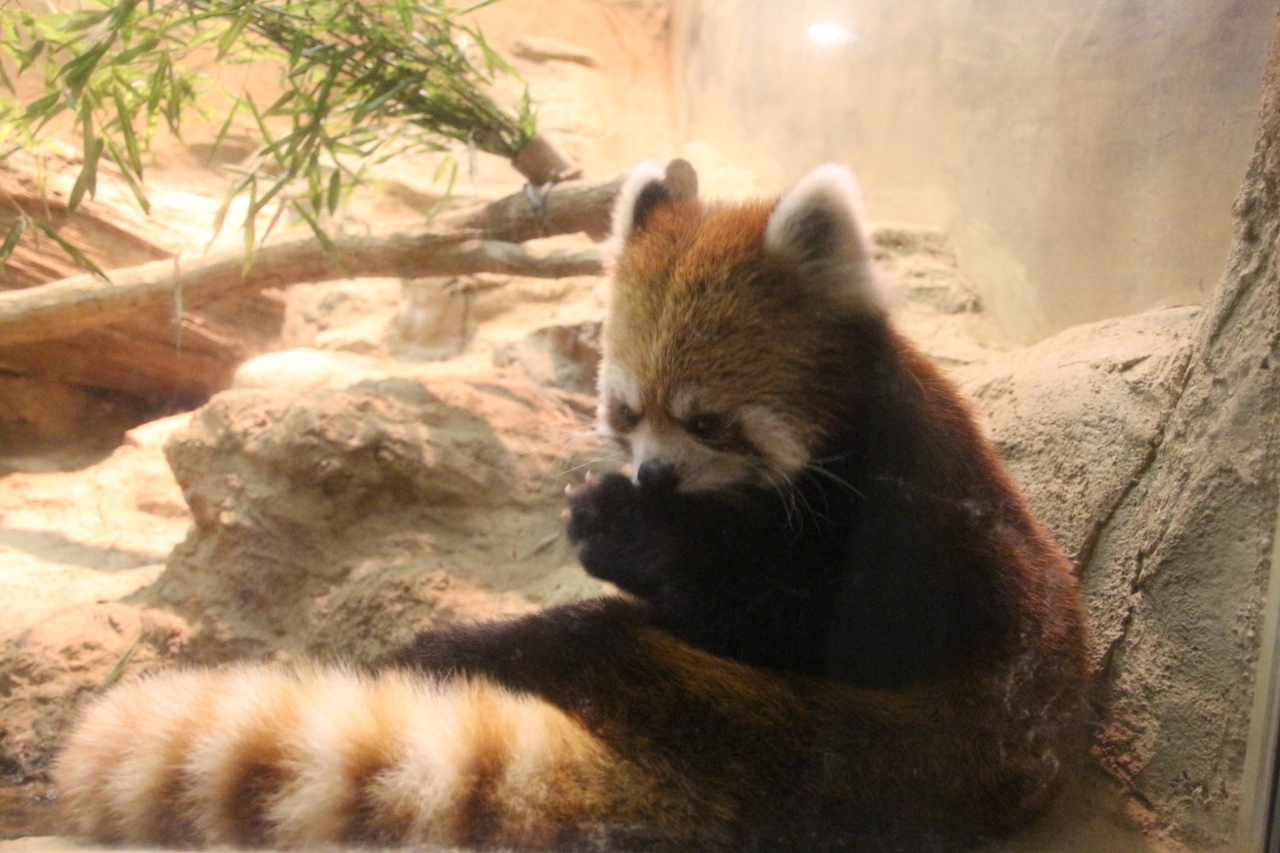 真夏の昭和記念公園のサギソウ詣とサマーナイトズーの多摩動物公園 3 真っ暗な夜の動物園散策 レッサーパンダのナイトズー残業当番は可愛くてつれないルンルン 日野 昭島 東京 の旅行記 ブログ By まみさん フォートラベル 真夏の昭和記念公園のサギソウ詣とサマーナイトズーの多摩動物公園 3 真っ暗な夜の動物園散策 レッサーパンダのナイトズー残業当番は可愛くてつれないルンルン 日野 昭島 東京 の旅行記 ブログ By まみさん フォートラベル