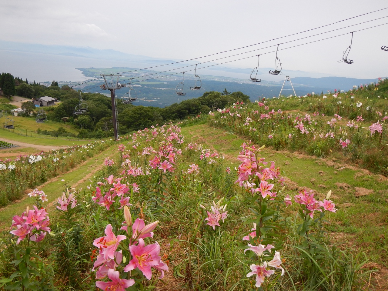 再訪 箱館山ゆり園 は真夏でも涼しいよっ 14年盛夏 ４人でプチオフ会 後編 今津 滋賀県 の旅行記 ブログ By Joecoolさん フォートラベル