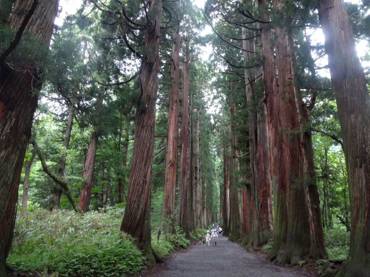 戸隠奥社参道杉並木と戸隠森林植物園を楽しんで来ました 戸隠 鬼無里 長野県 の旅行記 ブログ By Alpsmakiさん フォートラベル