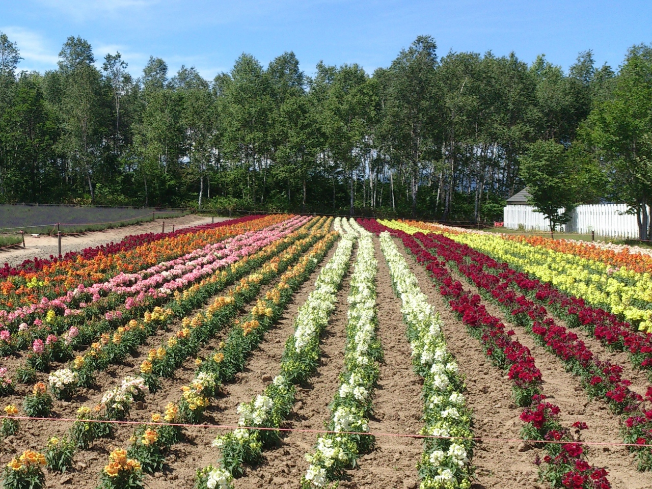 初夏の北海道を爽快 ドライブ その５ 青い池 美瑛パノラマロード 美瑛 びえい 北海道 の旅行記 ブログ By Ressa Pandaさん フォートラベル