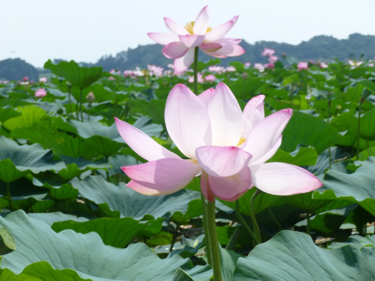 伊豆沼の蓮まつり 栗駒 栗原 宮城県 の旅行記 ブログ By めぐりんりんさん フォートラベル 伊豆沼の蓮まつり 栗駒 栗原 宮城県 の旅行記 ブログ By めぐりんりんさん フォートラベル