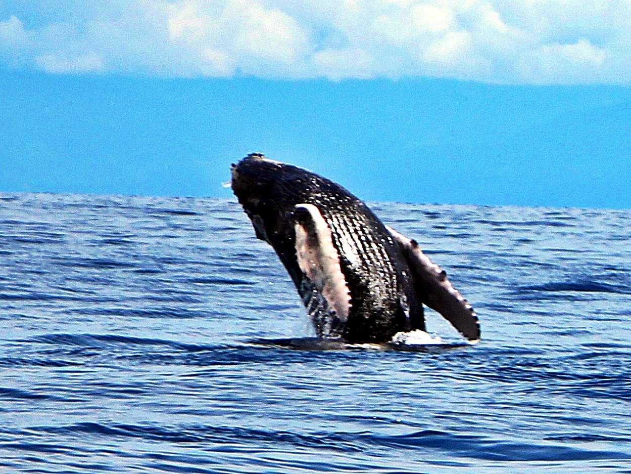 鯨が舞う海 親子クジラが Dance ダンス Dance Wonder World コルコバード 14夏 コスタリカ冒険譚 4 カーニョ島編 コルコバード国立公園周辺 コスタリカ の旅行記 ブログ By ウェンディさん フォートラベル
