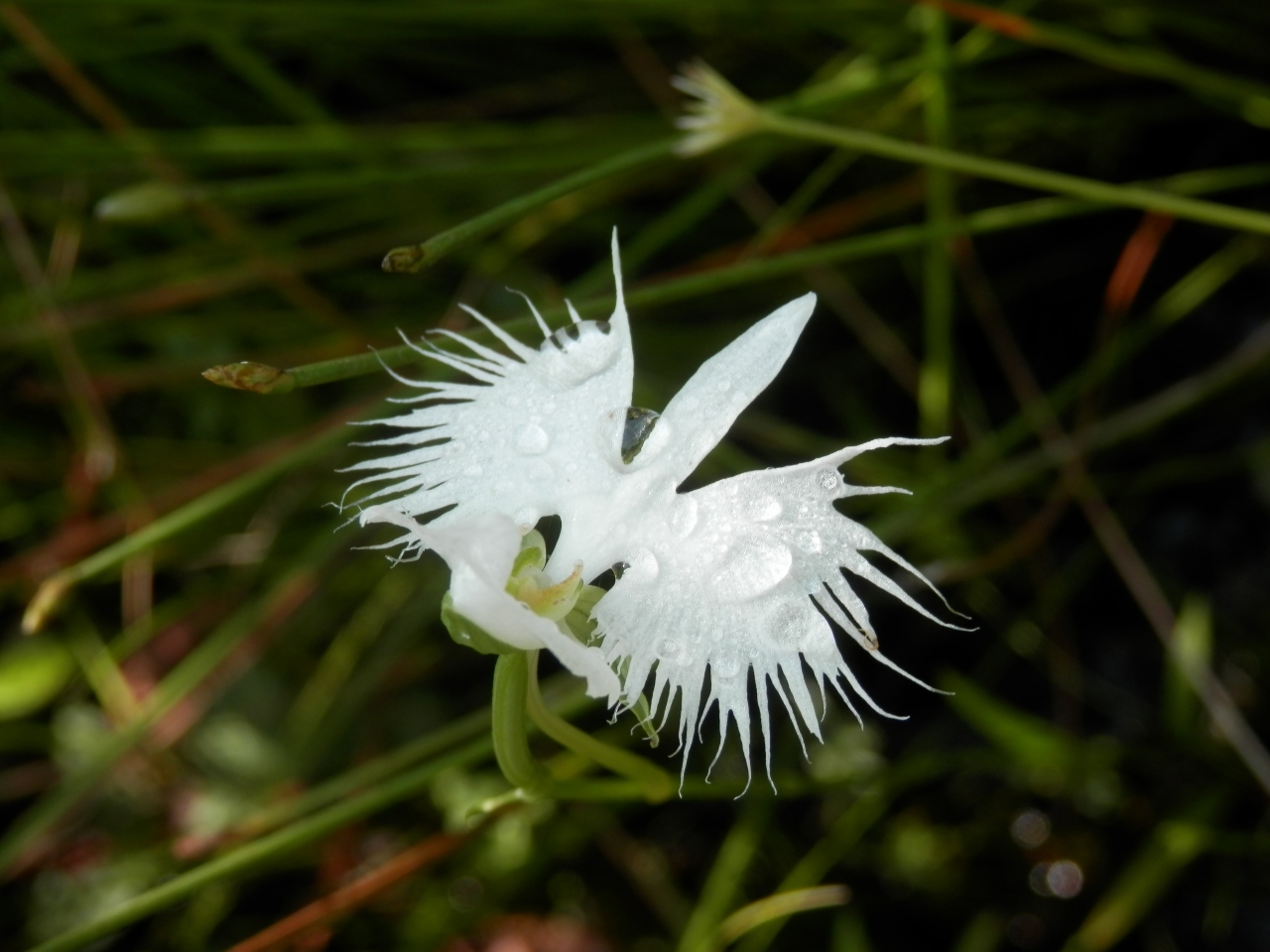 滋賀の近江 夏の草花が可愛いです 米原 滋賀県 の旅行記 ブログ By Rokoさん フォートラベル