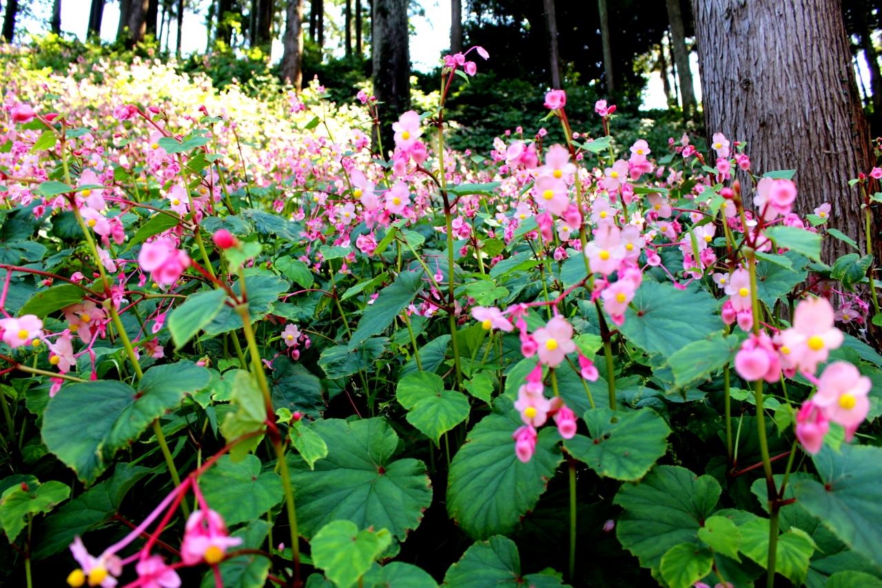秋の花 シュウカイドウの群生を見てきました 日高 鶴ヶ島 坂戸 埼玉県 の旅行記 ブログ By ミモザさん フォートラベル