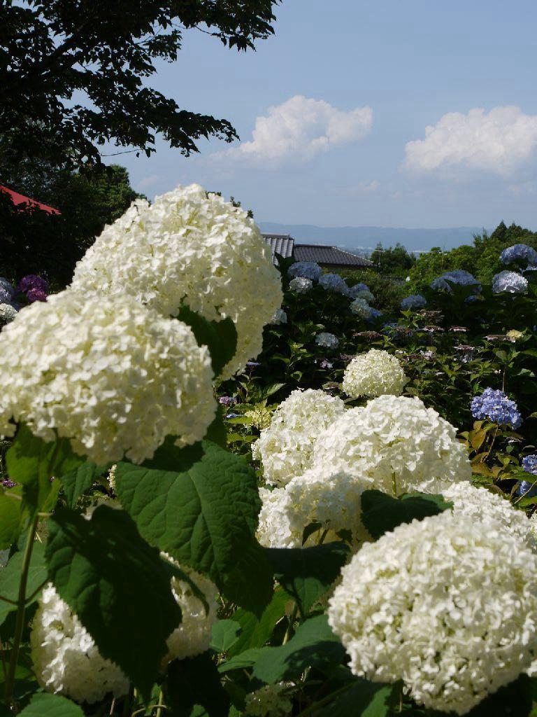 通称あじさい寺の千光寺に 久留米 福岡県 の旅行記 ブログ By Teaさん フォートラベル