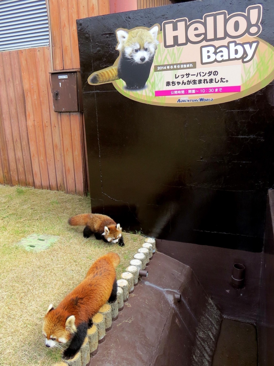 初秋のレッサーパンダ紀行 3 南紀白浜アドベンチャーワールド ライラっちと2匹の仔パンダが織りなすアドベン空前のレッサー フィーバー 南紀白浜 和歌山県 の旅行記 ブログ By Jilllucaさん フォートラベル 初秋のレッサーパンダ紀行 3 南紀白浜アドベンチャーワールド ライラっちと2匹の仔パンダが織りなすアドベン空前のレッサー フィーバー 南紀白浜 和歌山県 の旅行記 ブログ By Jilllucaさん フォートラベル