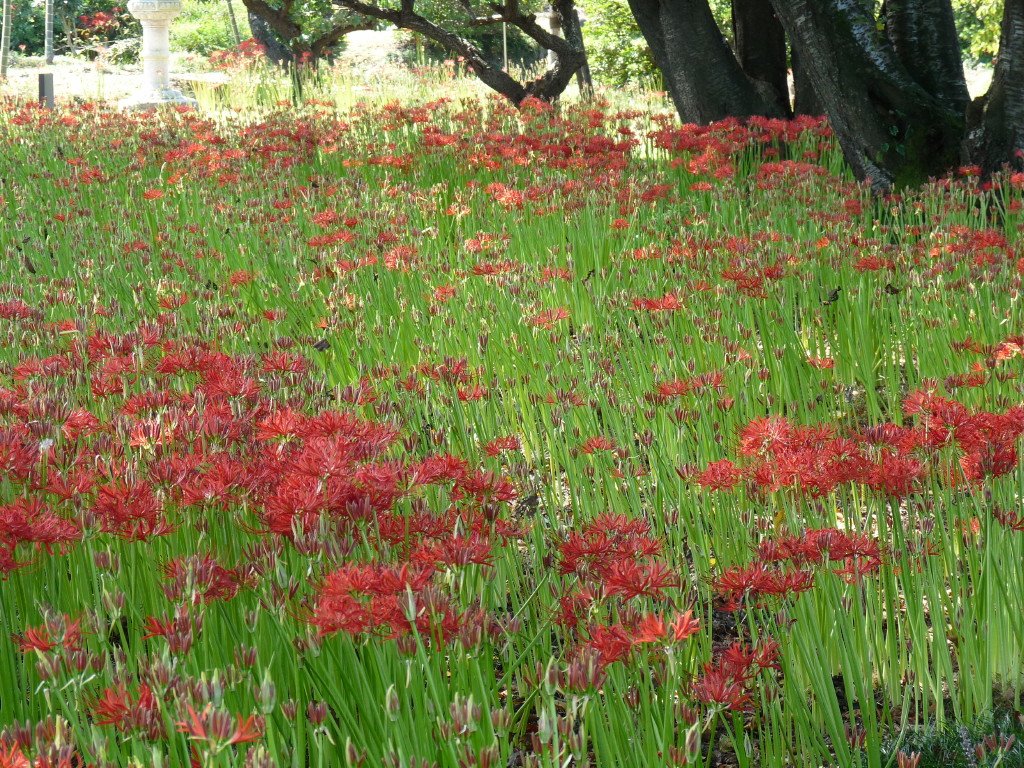 恩林寺の彼岸花 群馬県 邑楽町 14 邑楽 大泉 群馬県 の旅行記 ブログ By Minamicazeさん フォートラベル