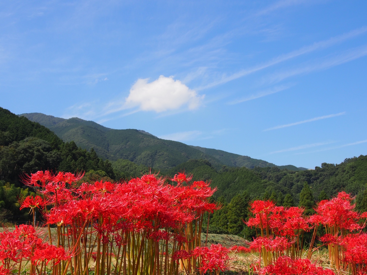 葛城古道の彼岸花 観音さまは 御所 葛城 奈良県 の旅行記 ブログ By のーとくんさん フォートラベル