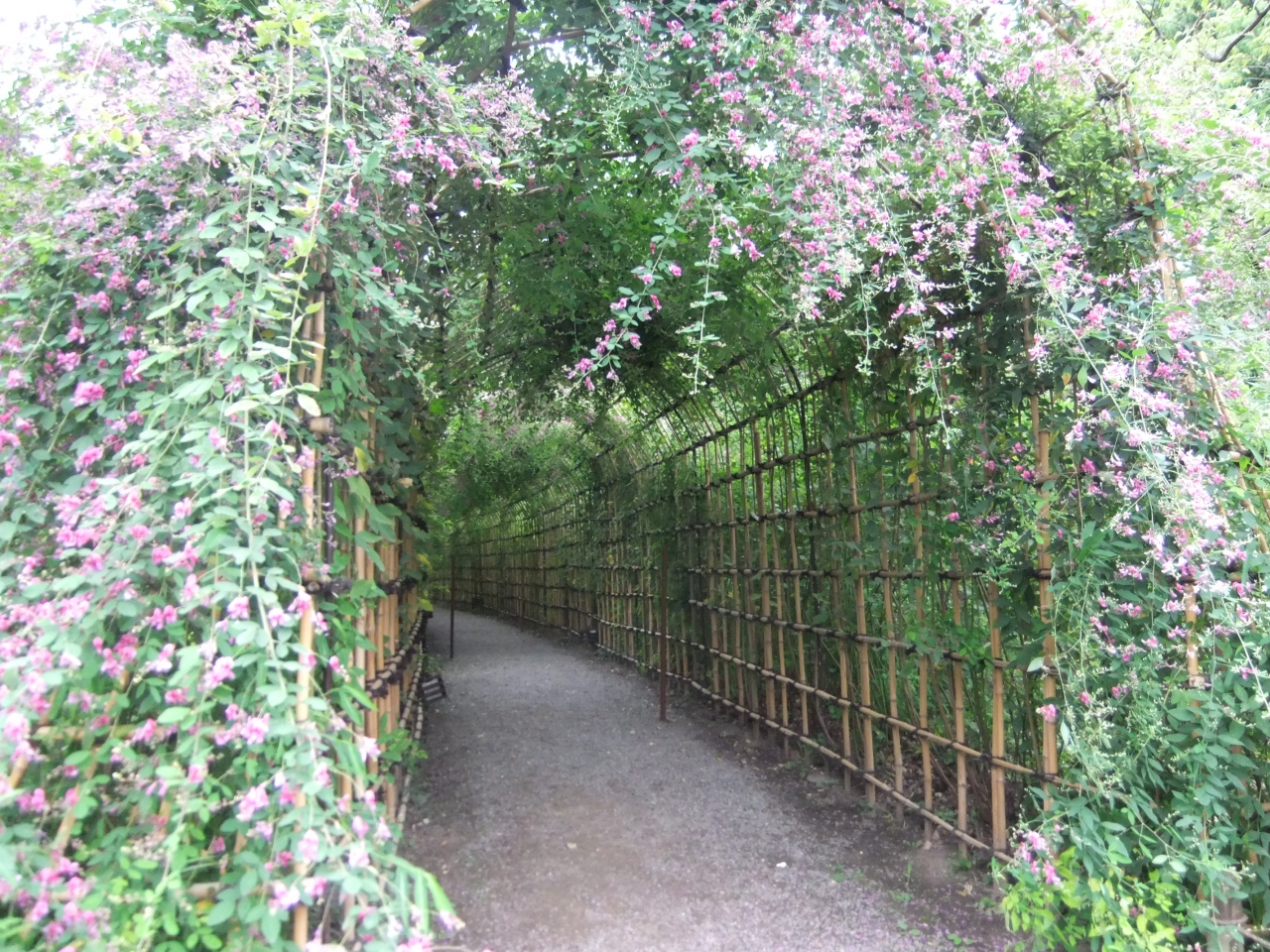 萩のトンネル向島百花園 葛西 東京 の旅行記 ブログ By Rspさん フォートラベル