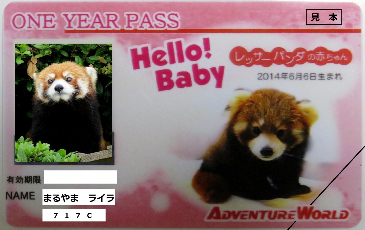 初秋のレッサーパンダ紀行 ６ 南紀白浜アドベンチャーワールド 期間限定 ライラっ子の年間パスポート発売中です 南紀白浜 和歌山県 の旅行記 ブログ By Jilllucaさん フォートラベル