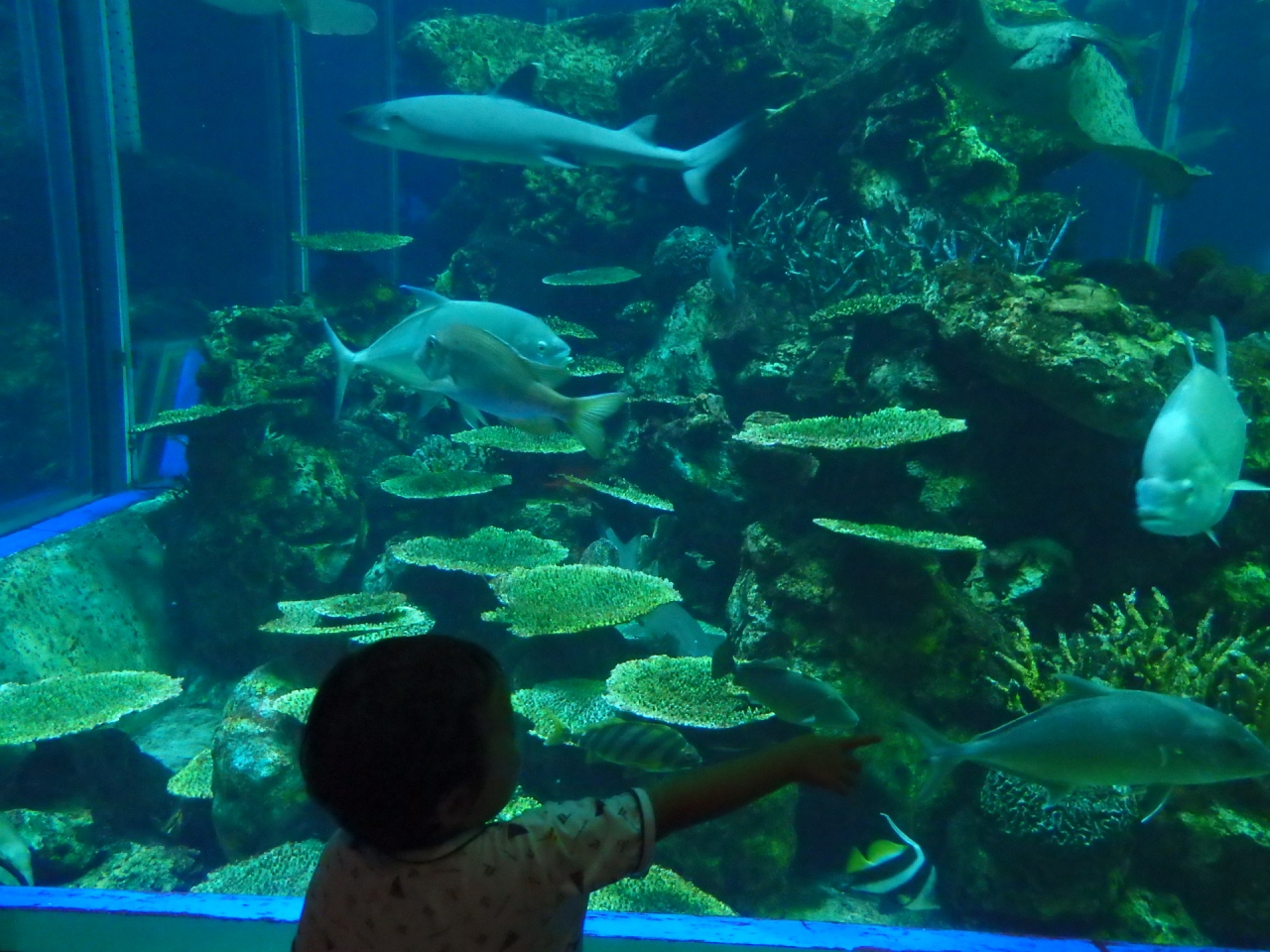 東海大水族館 東海大学海洋科学博物館 と焼津の花火を観に行った 清水 静岡県 の旅行記 ブログ By Ittsuan123jpさん フォートラベル