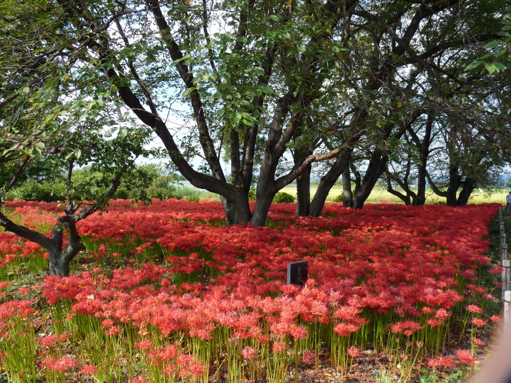 恩林寺の彼岸花 群馬県 邑楽町 14 2 邑楽 大泉 群馬県 の旅行記 ブログ By Minamicazeさん フォートラベル