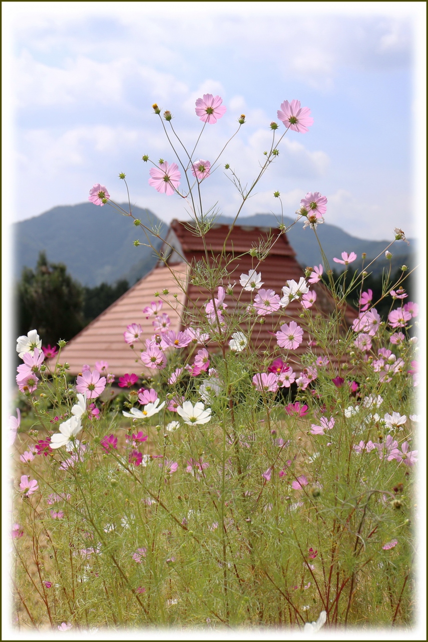 Solitary Journey 1444 秋の景色を楽しみながら山里の道を縫うように走り抜けて行きました コスモスの 花と彼岸花 島根県鹿足郡 益田 島根県 の旅行記 ブログ By Mechagodzilla 703さん フォートラベル