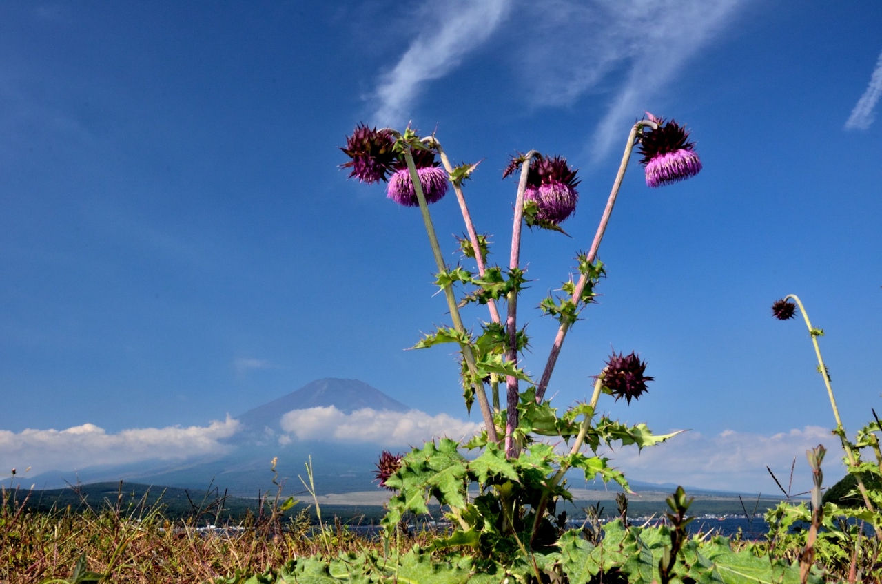 山中湖ロッジ滞在9月編 珍しい花 富士薊 フジアザミ と巡り合う 富士五湖 山梨県 の旅行記 ブログ By 玄白さん フォートラベル 山中湖ロッジ滞在9月編 珍しい花 富士薊 フジアザミ と巡り合う 富士五湖 山梨県 の旅行記 ブログ By 玄白さん フォートラベル