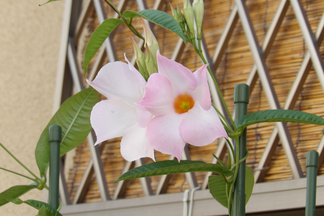 マンデビラ ホワイトデライト ピンクと白の花が並んで対で咲く秋の花 平塚 大磯 神奈川県 の旅行記 ブログ By ドクターキムルさん フォートラベル