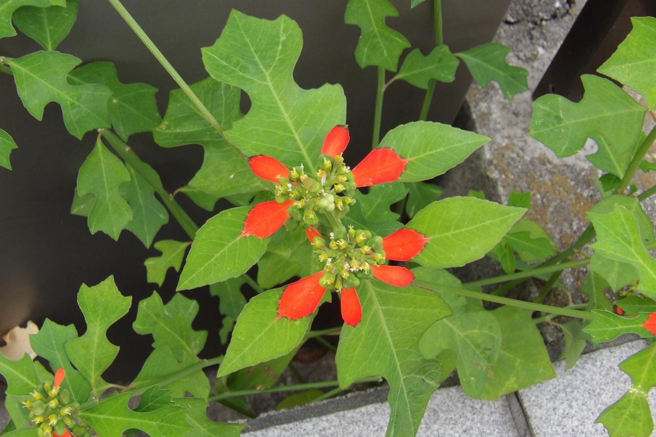 緑の葉と赤燈色の花がどきつい秋の花 平塚 大磯 神奈川県 の旅行記 ブログ By ドクターキムルさん フォートラベル