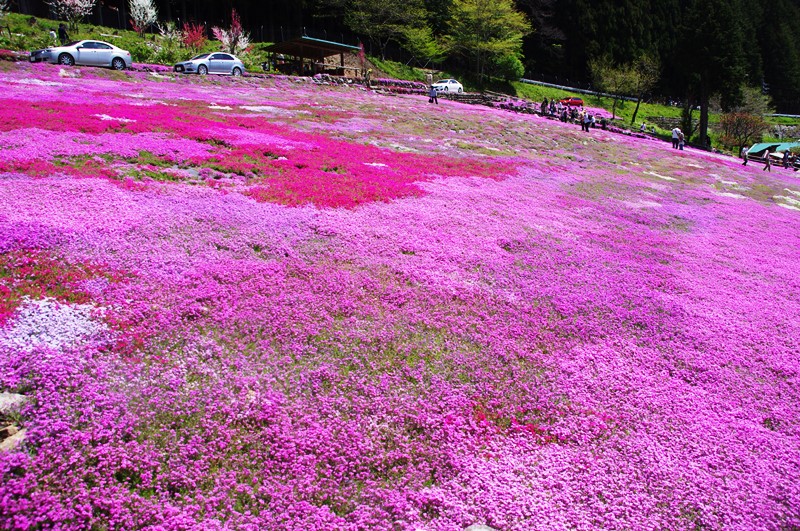 14 郡上市 明宝 國田家の芝桜 郡上八幡 岐阜県 の旅行記 ブログ By 旅仁さん フォートラベル