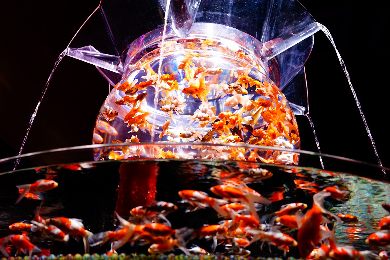 名古屋市科学館と金魚の雅アートアクアリウム展 名古屋 愛知県 の旅行記 ブログ By さるひこさん フォートラベル
