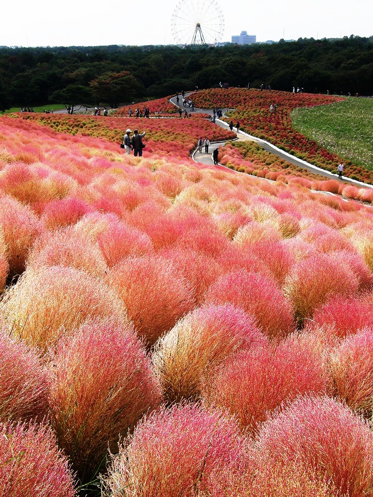 紅葉のコキアを国営ひたち海浜公園に訪ねる ひたちなか 茨城県 の旅行記 ブログ By いっちゃんさん フォートラベル