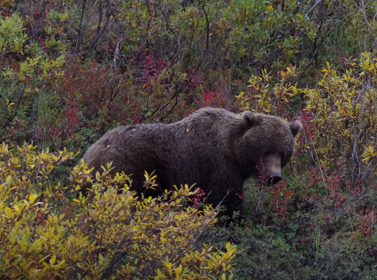 秋のアラスカにオーロラと大自然をもとめて デナリ国立公園にグリズリーベアを見た編 アラスカ州 アメリカ の旅行記 ブログ By Tadashiさん フォートラベル