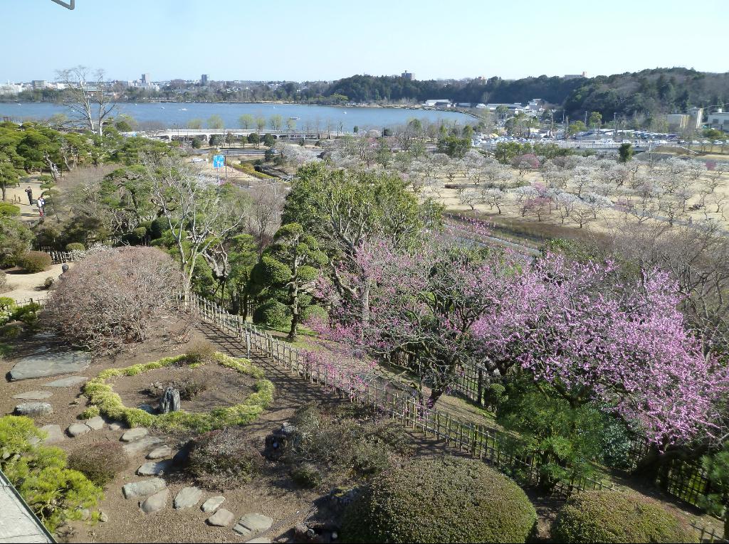 見頃 偕 楽園 梅