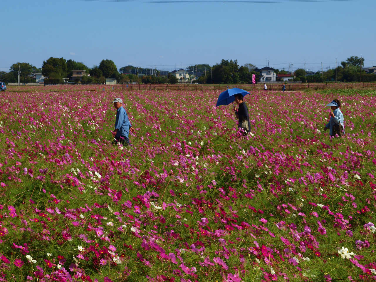 埼玉県 吉見町 こすもす祭り 前日は 風が強くて 下 東松山 埼玉県 の旅行記 ブログ By 義臣さん フォートラベル