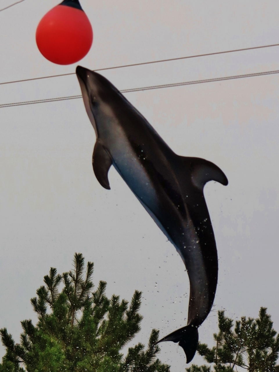 新潟２ マリンピア日本海 イルカショー観覧２回 ハイジャンプの一瞬も 新潟市 新潟県 の旅行記 ブログ By マキタン２さん フォートラベル