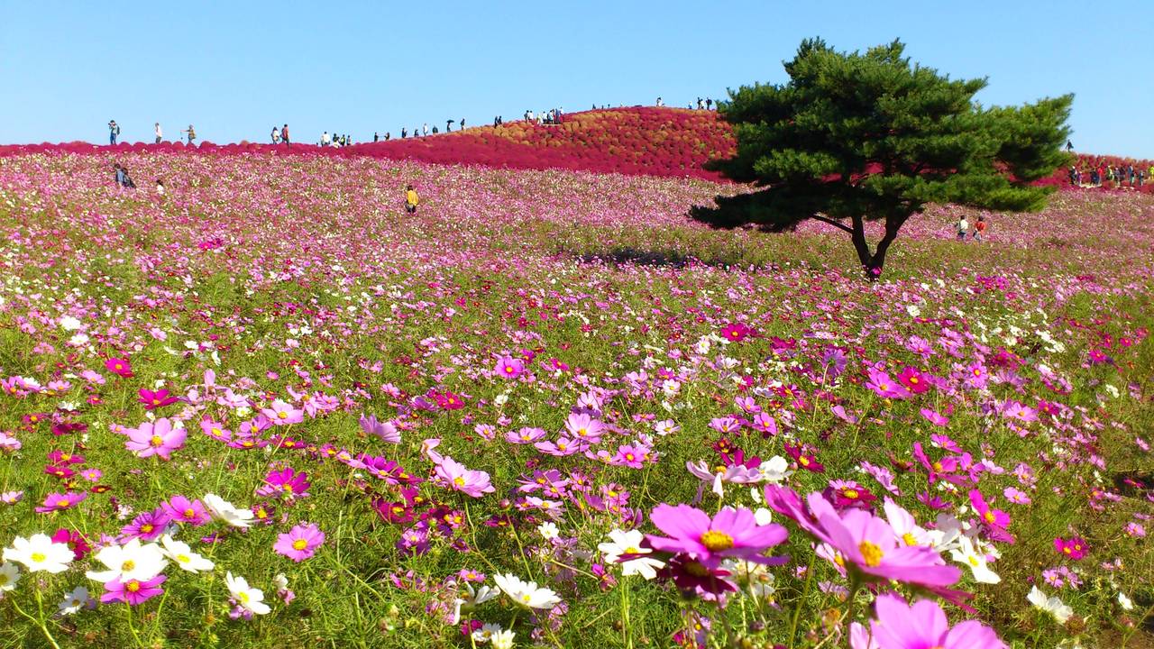 ひたち海浜公園 春と秋 ひたちなか 茨城県 の旅行記 ブログ By Becioさん フォートラベル ひたち海浜公園 春と秋 ひたちなか 茨城県 の旅行記 ブログ By Becioさん フォートラベル