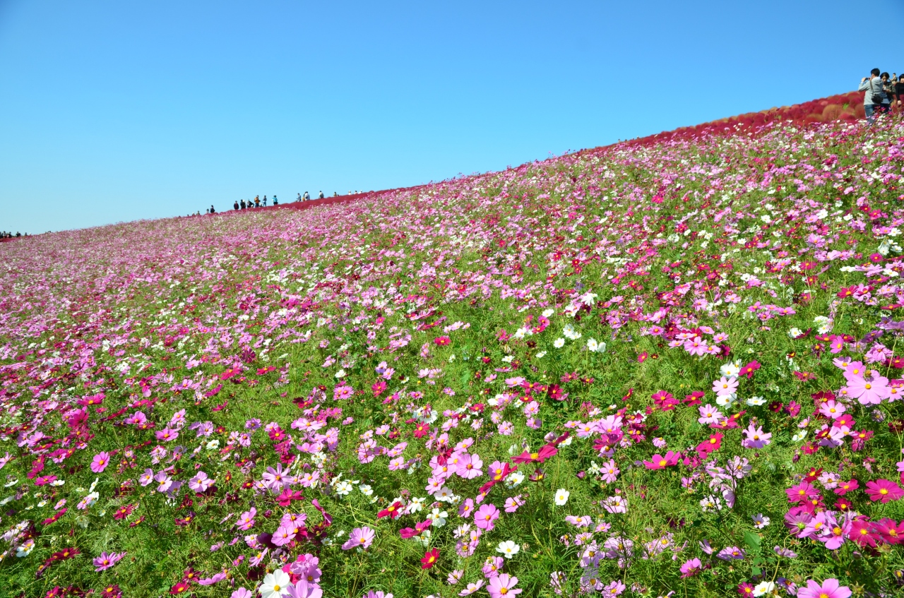 秋の休日 コキアとコスモスに覆われた丘で ひたち海浜公園 ひたちなか 茨城県 の旅行記 ブログ By ショコラさん フォートラベル 秋の休日 コキアとコスモスに覆われた丘で ひたち海浜公園 ひたちなか 茨城県 の旅行記 ブログ By ショコラさん フォートラベル
