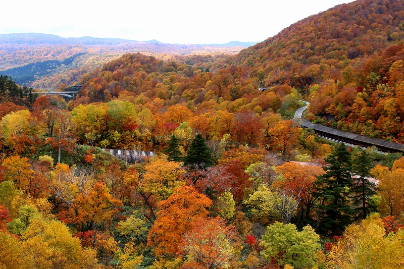 色鮮やかに染まる東北の紅葉巡り 抱返り渓谷 角館 角館 秋田県 の旅行記 ブログ By ミモザさん フォートラベル