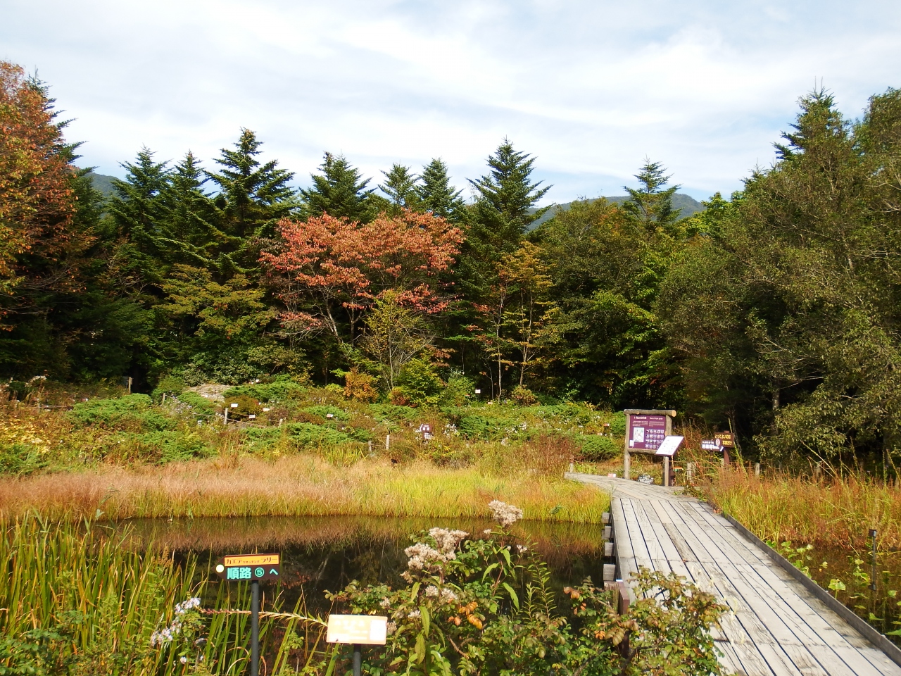 箱根湿生花園に行きました 後編 仙石原 神奈川県 の旅行記 ブログ By メンデル親父さん フォートラベル 箱根湿生花園に行きました 後編 仙石原 神奈川県 の旅行記 ブログ By メンデル親父さん フォートラベル
