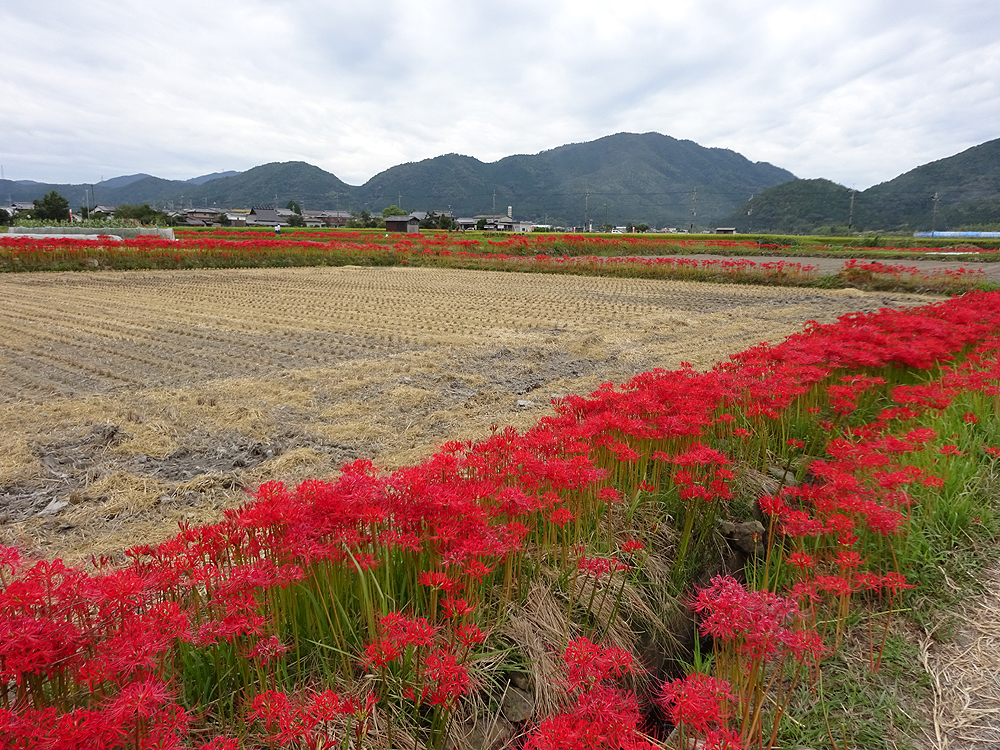 関西散歩記 14 京都 亀岡市内編 亀岡 京都 の旅行記 ブログ By ろくおさん フォートラベル
