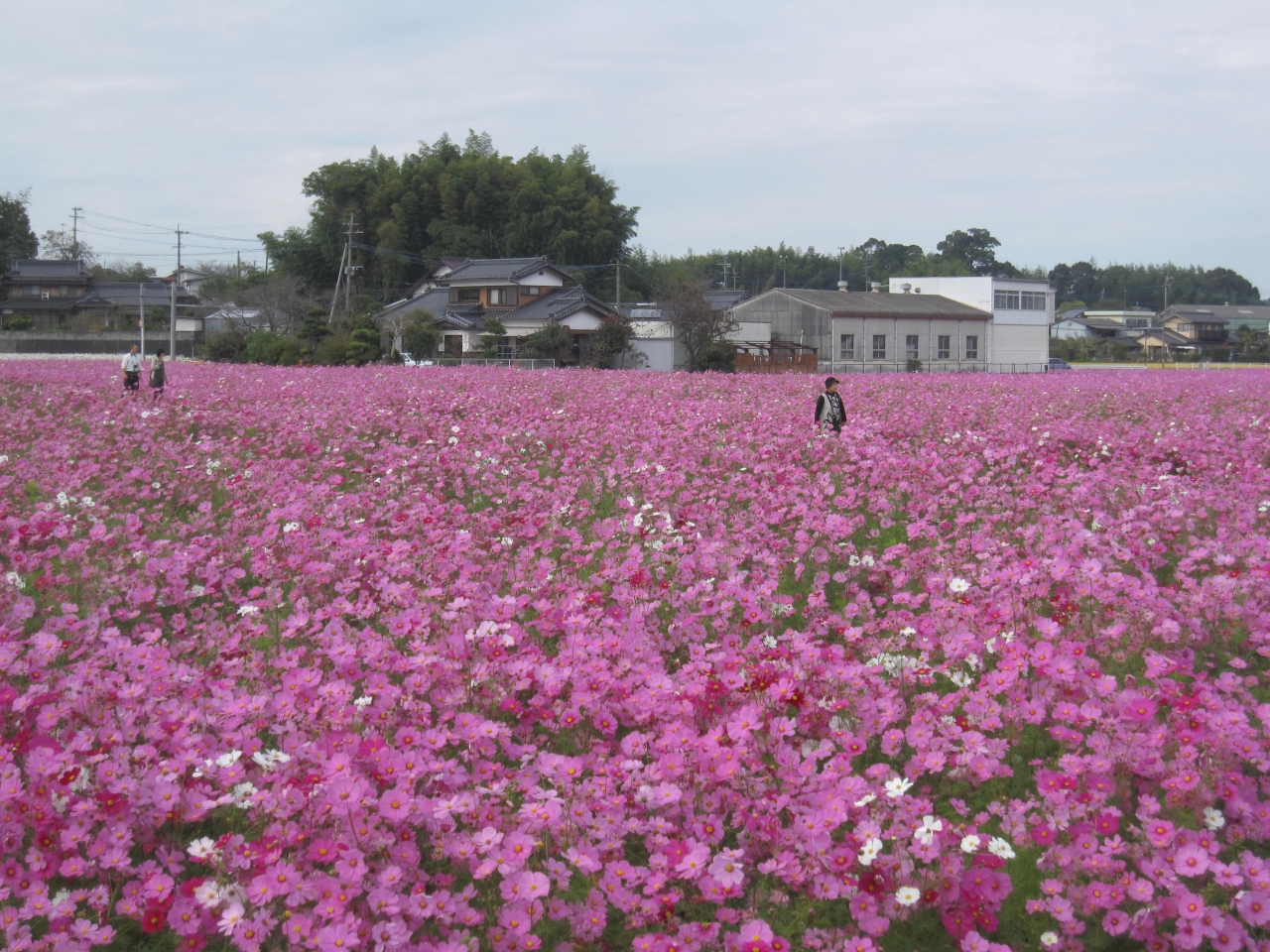 秋桜が咲き乱れる風景をもとめて 中津市 耶馬溪 中津 玖珠 大分県 の旅行記 ブログ By こうたろうさん フォートラベル 秋桜が咲き乱れる風景をもとめて 中津市 耶馬溪 中津 玖珠 大分県 の旅行記 ブログ By こうたろうさん フォートラベル