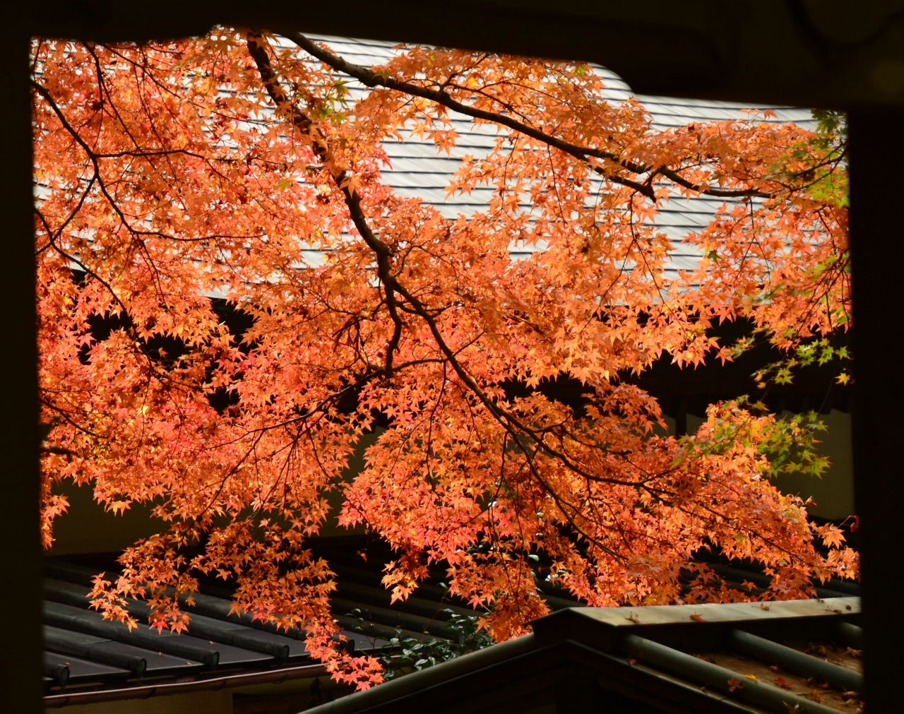 箱根の紅葉情報 仙石原長安寺の紅葉は もう少しで見頃 箱根湿生花園の紅葉は 見頃です ２０１４年１１月２日 仙石原 神奈川県 の旅行記 ブログ By ふらっとちょっとさん フォートラベル