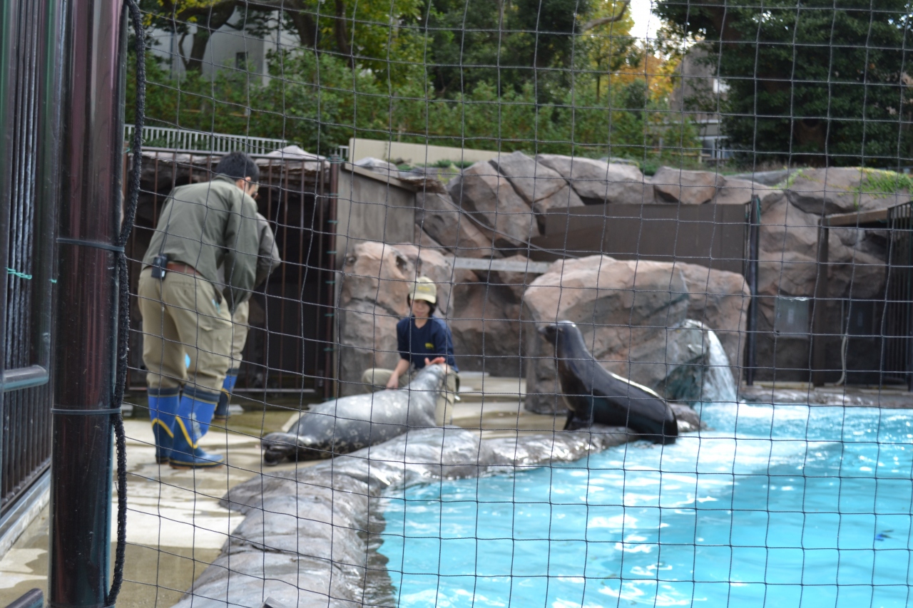 アシカがアザラシの餌を横取りする 上野動物園 上野 御徒町 東京 の旅行記 ブログ By エステ大好きさん フォートラベル