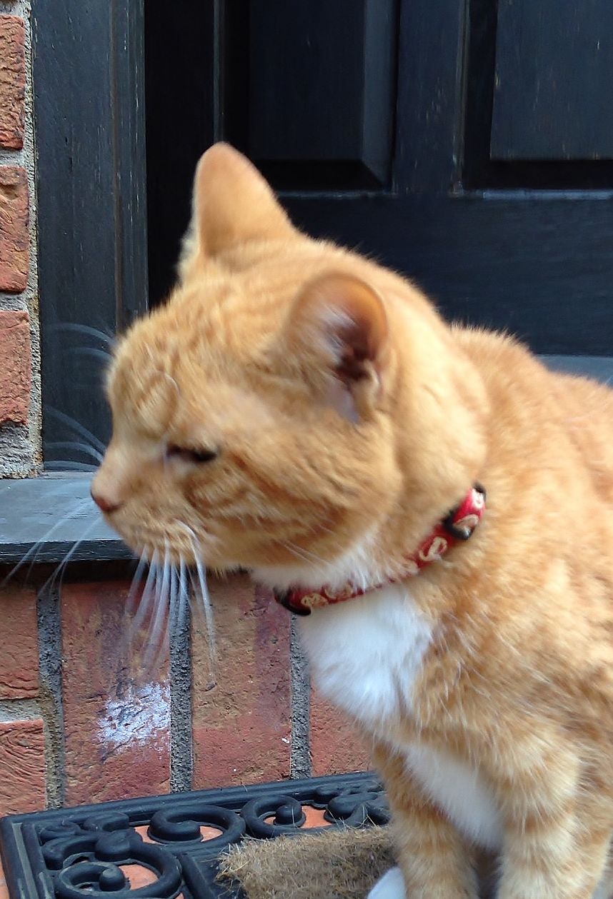 東京ぶらり散歩 やっぱり猫が好き 谷根千で猫さがし 谷根千 東京 の旅行記 ブログ By まめ猫さん フォートラベル