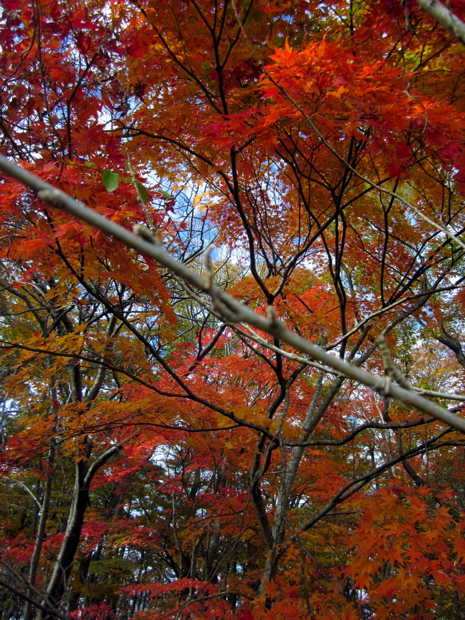 美しき紅葉に魅せられて 福島県猪苗代湖白鳥浜 土津神社 亀ケ城散策 猪苗代 福島県 の旅行記 ブログ By ごまさん フォートラベル