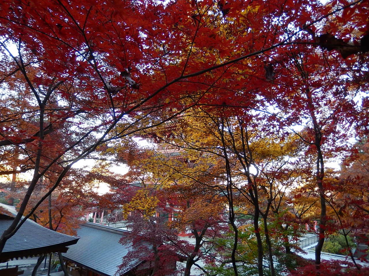 東京２０１３紅葉 ４ 高幡不動尊 日野 昭島 東京 の旅行記 ブログ By アイガーさん フォートラベル